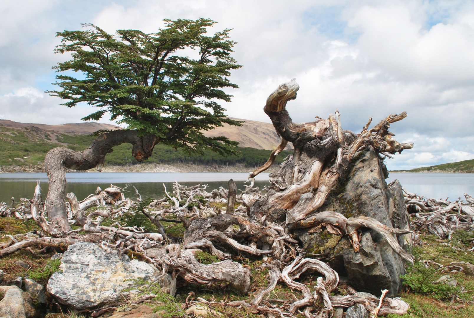 A l'école des Andes - V&eacute;g&eacute;tation magallenique